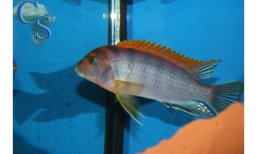Labidochromis Hongi Red Top